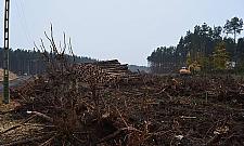 Tną na potęgę. Czyszczenie terenu pod obwodnicę