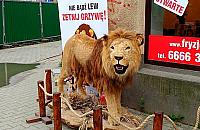Lew d�wigni� handlu. Hit czy kit?