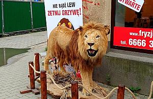 Lew dźwignią handlu. Hit czy kit?