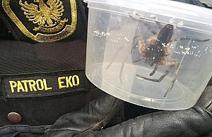 Nietypowy gość w wawerskim sklepie. "Siedział wśród bananów"