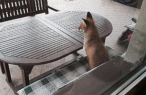 Lisek z wizytą na tarasie. "Pierś z bażanta z frytkami, poproszę"