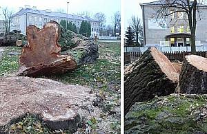 Wycinka starych drzew w szkole na Bielanach. Dzieci protestują