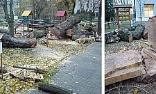 Wycinka starych drzew w szkole na Bielanach. Dzieci protestują