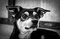 Pom�my bezpa�skim zwierz�tom. Trwa zbi�rka