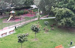 Bródno w oparach ludzkiego potu. "Dzików nie ruszy"