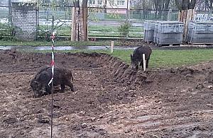 Będzie większy odstrzał? Dziki zarażone groźnym wirusem