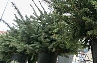 Przynieś odpadki i odbierz darmową choinkę