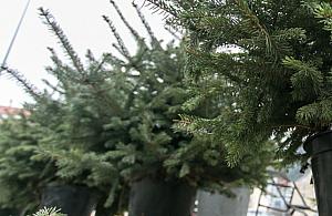 Przynieś odpadki i odbierz darmową choinkę