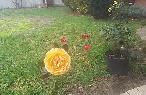 Róże przywitały Nowy Rok