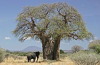 Baobab na Br�dnie? "M�g�by sta� si� symbolem"