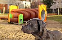 Skwer Fafika lśni nowością