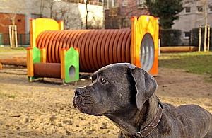 Skwer Fafika lśni nowością