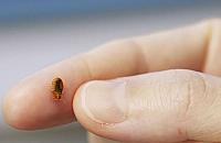 Pluskwy atakują. "Mamy 15 interwencji dziennie"