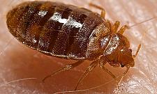 Pluskwy atakują. "Mamy 15 interwencji dziennie"