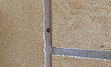 Pluskwy atakują. "Mamy 15 interwencji dziennie"