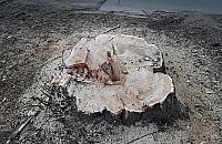 Kolejna wycinka starych drzew. Tym razem na Kwitnącej