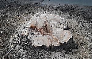 Kolejna wycinka starych drzew. Tym razem na Kwitnącej