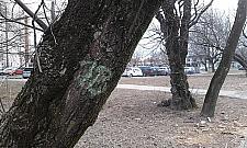 Kolejna wycinka starych drzew. Tym razem na Kwitnącej