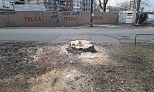 Kolejna wycinka starych drzew. Tym razem na Kwitnącej