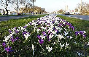Zielona Połczyńska, zielona Radiowa. Kiedy rewolucja?
