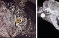 Ktoś strzela do kotów pod mostem Grota. "Chciałoby się krzyczeć"