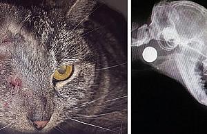 Ktoś strzela do kotów pod mostem Grota. "Chciałoby się krzyczeć"