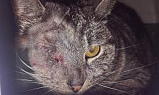 Ktoś strzela do kotów pod mostem Grota. "Chciałoby się krzyczeć"