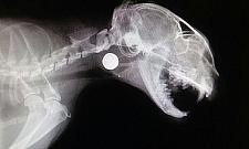 Ktoś strzela do kotów pod mostem Grota. "Chciałoby się krzyczeć"