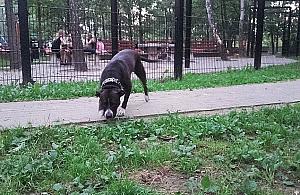 Bez smyczy, bez kontroli. "Psiarzom wolno zbyt wiele"