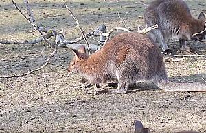 Gazie znad kanau zostay... karm dla kangurw