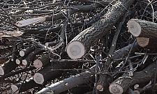 Gałęzie znad kanału zostały... karmą dla kangurów