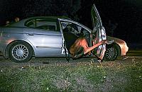 Łoś i dzik przed maską. Coraz więcej wypadków