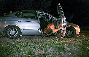 Łoś i dzik przed maską. Coraz więcej wypadków