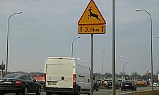 Łoś i dzik przed maską. Coraz więcej wypadków