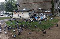 Koniec żerowisk między blokami? Wrzeciono na pierwszy ogień