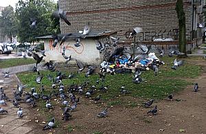 Koniec żerowisk między blokami? Wrzeciono na pierwszy ogień