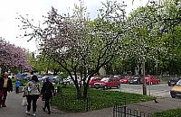 "Targówek płucem Warszawy". Pomysł na setki drzew