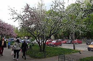 "Targówek płucem Warszawy". Pomysł na setki drzew