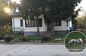 Białe dziki nagrane na Białołęce. "Jak w ZOO"