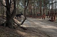 Park leśny na Olesinie już prawie gotowy