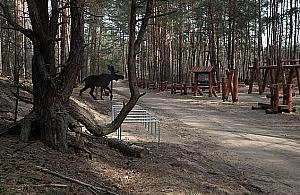 Park leśny na Olesinie już prawie gotowy