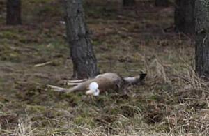 Lasy Choszczówki niebezpieczne dla zwierząt? Winni ludzie