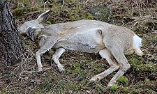 Lasy Choszczówki niebezpieczne dla zwierząt? Winni ludzie