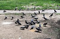 Zabił gołębia, grozi mu więzienie