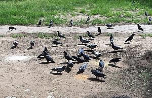 Zabił gołębia, grozi mu więzienie