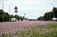 Łąki czy parkingi? Kasprowicza bez pomysłu