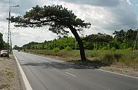 Jedyna taka sosna. "Witamy w Warszawie"