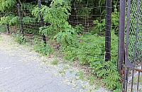 Marihuana w Radości. Policja zniszczyła 168 krzewów