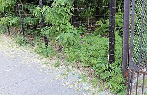 Marihuana w Radości. Policja zniszczyła 168 krzewów