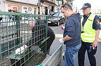 B�br w centrum, �o� na Targowej. Dzikie zwierz�ta lubi� Legionowo
